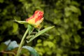 Green Praying Mantis on a Rose Royalty Free Stock Photo