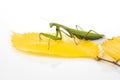 Green praying mantis sits on a yellow autumn leaf on a white background. insect predator. nature and zoology Royalty Free Stock Photo