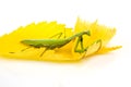 Green praying mantis sits on a yellow autumn leaf on a white background. insect predator. nature and zoology Royalty Free Stock Photo
