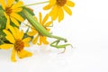 Green praying mantis sits on a yellow flower on a white background. insect predator. nature and zoology Royalty Free Stock Photo