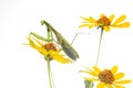 Green praying mantis sits on a yellow flower on a white background. insect predator. nature and zoology Royalty Free Stock Photo