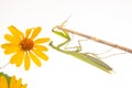Green praying mantis sits on a yellow flower on a white background. insect predator. nature and zoology Royalty Free Stock Photo