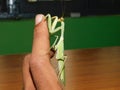Green praying mantis sitting on finger Royalty Free Stock Photo