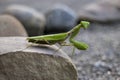Green Praying Mantis sitting on a stone Royalty Free Stock Photo