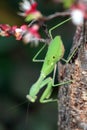 Praying mantis on a twig Royalty Free Stock Photo