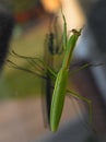 Praying mantis sitting on window Royalty Free Stock Photo