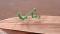 Green Praying Mantis Standing on a Dry Leaf Royalty Free Stock Photo