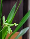 A Green Praying Mantis Stands On Screwpine Leaves Looking The Camera With Pandan Leaf Background Royalty Free Stock Photo