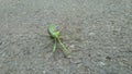 Green praying mantis on the street. Blur or blurred background.