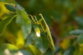 Green Praying Mantis on a tree Royalty Free Stock Photo