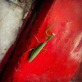 Green praying mantis on a vivid red wall