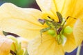 Green predator praying mantis Mantodea hide itself in yellow flower for hunting Royalty Free Stock Photo