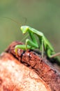 Green predatory mantis