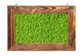 Green preserved moss framed