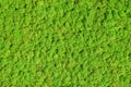 Green preserved moss