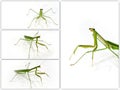 Green Preying Mantis collection Royalty Free Stock Photo
