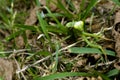 Green Preying Mantis on the grass. Royalty Free Stock Photo