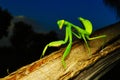 Green preying mantis - Hirodula, full body closeup, Satara, Maharashtra, India