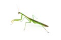 Green Preying Mantis Royalty Free Stock Photo