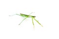 Green Preying Mantis Royalty Free Stock Photo