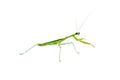 Green Preying Mantis