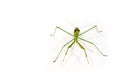 Green Preying Mantis Royalty Free Stock Photo