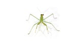 Green Preying Mantis Royalty Free Stock Photo