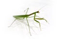 Green Preying Mantis