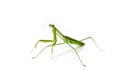 Green Preying Mantis Royalty Free Stock Photo