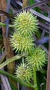 Green prickle bush