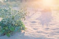 Green prickle grows on the beach sand. Eryngium bush grows on desert beach sand. Royalty Free Stock Photo