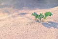 Green prickle grows on the beach sand. Eryngium bush grows on desert beach sand. Royalty Free Stock Photo