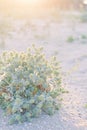 Green prickle grows on the beach sand. Eryngium bush grows on desert beach sand. Royalty Free Stock Photo