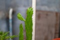 Green Prickley Pear  in theblacklight against  close up  back  background blurred Royalty Free Stock Photo
