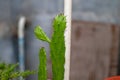 Green Prickley Pear in theblacklight against close up back background blurred