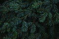 Green prickly branches of fur or pine. Spruce branch close-up Royalty Free Stock Photo