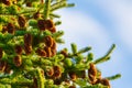 Green prickly branches of fur-tree on background of sky with clouds Royalty Free Stock Photo