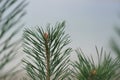 Brightly Green Prickly Branches of Pine, Close Up of a Green Pine Tree, Background from Branches of a Natural Fur-tree, Closeup of Royalty Free Stock Photo