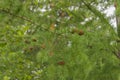 Green prickly branches of a fur tree or pine Royalty Free Stock Photo