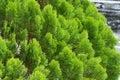 green prickly branches of a fur-tree or pine Royalty Free Stock Photo