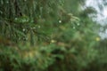 Green prickly branches of a fur-tree or pine Royalty Free Stock Photo