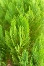 Green prickly branches of a fur-tree or pine for background Royalty Free Stock Photo