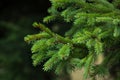 Green prickly branches of a fur-tree or pine. Fluffy fir tree branch close up. background blur Royalty Free Stock Photo