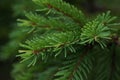 Green prickly branches of a fur-tree or pine. Fluffy fir tree branch close up. background blur Royalty Free Stock Photo