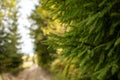 Green prickly branches of a fur-tree or pine. Fluffy fir tree branch close up. background blur Royalty Free Stock Photo