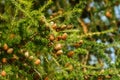 Green  prickly branches of a fur-tree or pine. Fluffy fir tree branch close up. background blur Royalty Free Stock Photo