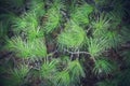 Green prickly branches of a fur-tree or pine. Fluffy fir tree branch close up. background blur Royalty Free Stock Photo