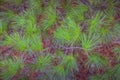 Green prickly branches of a fur-tree or pine. Fluffy fir tree branch close up. background blur Royalty Free Stock Photo