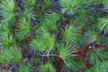 Green prickly branches of a fur-tree or pine. Fluffy fir tree branch close up. background blur Royalty Free Stock Photo