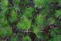 Green prickly branches of a fur-tree or pine. Fluffy fir tree branch close up. background blur Royalty Free Stock Photo